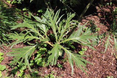 Quercus dentata 'Pinnatifida' - dub zubatý - listy
